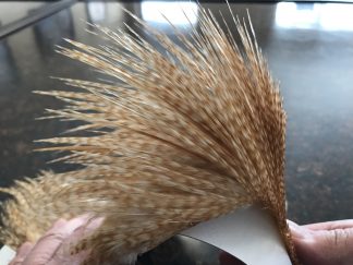 Barred Ginger