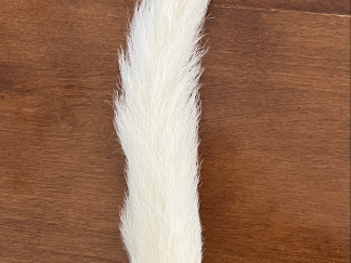 Calf Tail